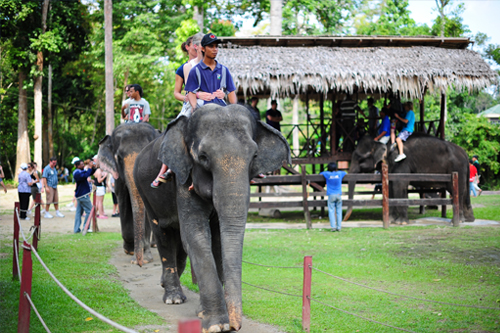 elephant tour malaysia