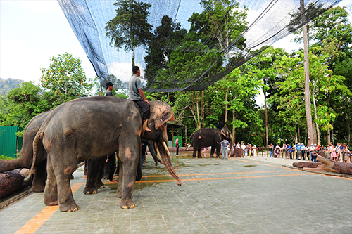 elephant tour malaysia